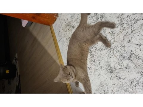 British shorthair erkek ücretsiz