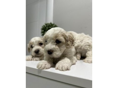 Maltese yavruları