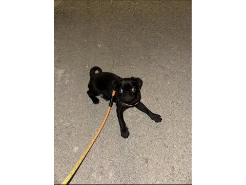 4 aylık evcil siyah pug köpeği