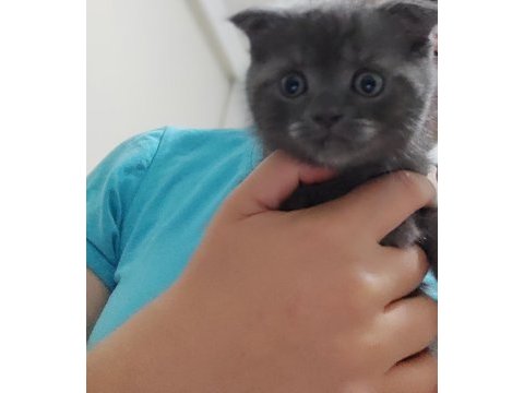Güzel scottish fold yavrularımız