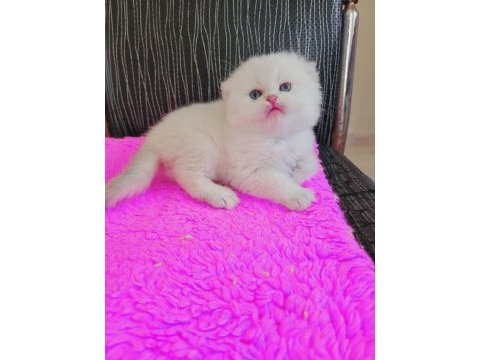 Gerçek şecereli fold dişi kedimiz