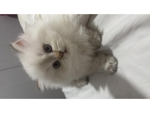 2 aylık british longhair yavrum
