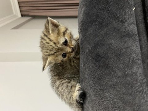 Yeni yuvalarına merhaba diyecek kediler