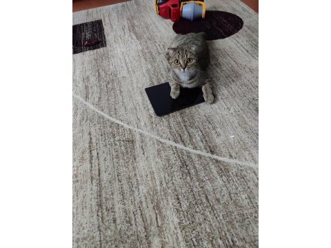 Taşınmadan dolayı kedimi sahiplendiriyorum