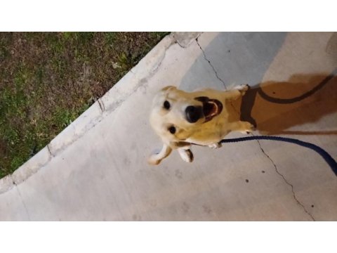 Yavru golden retriever aşılar tam