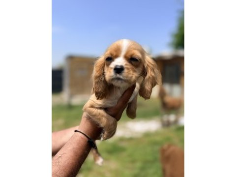 Cocker yavru köpeğimiz sakarya