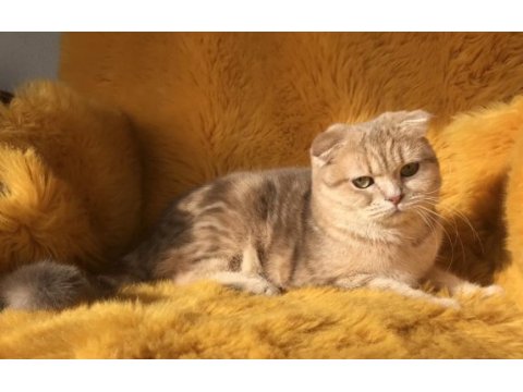 Show kalite full secereli scottish fold ve straight