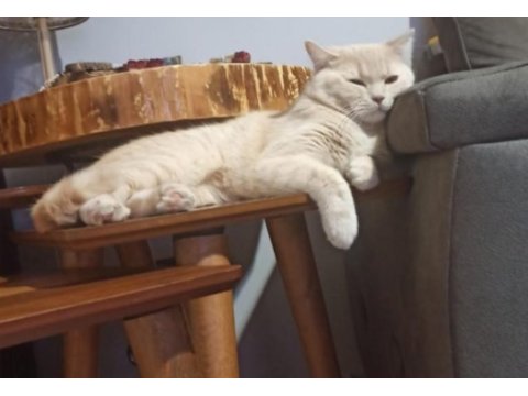 1.5 yaşında erkek british shorthair