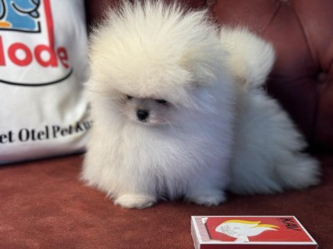 Show kalite tea cup pomeranian boo yavrular