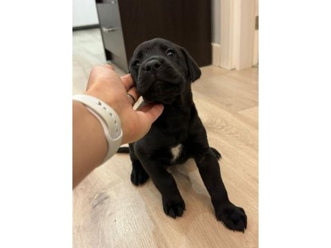 Sahiplendirme cane corso 1,5 aylık