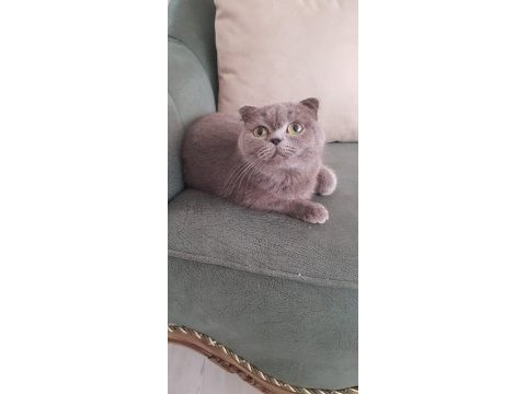 Ponçiğim scottish fold