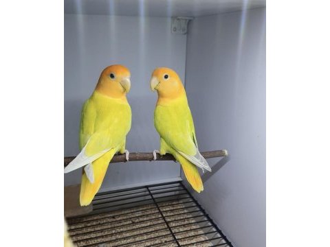 Üst mutasyon, hastasına sevda papağanı çifti