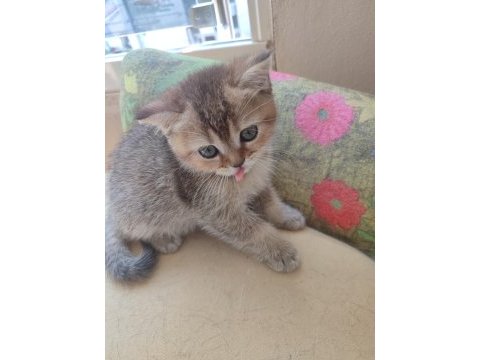 Golden tabby 2 aylık yavru kedimiz