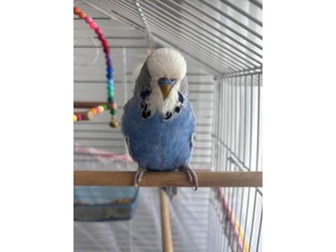 Jumbo genç erkek muhabbet kuşu 4 aylık