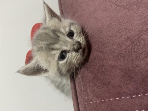 Yeni yuvaları yeni huzur dolu mutlu olsun inşallah