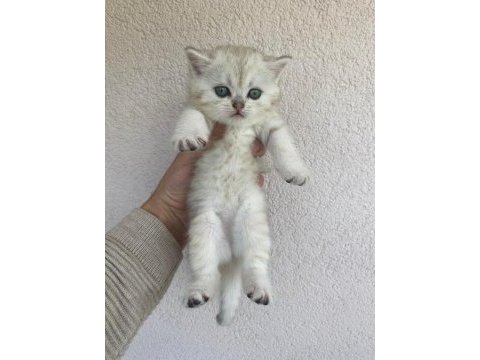 British shorthair