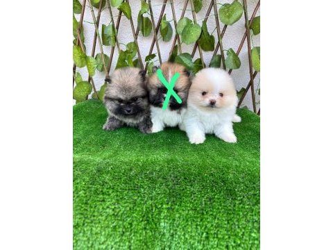 Pomeranian boo bebekler
