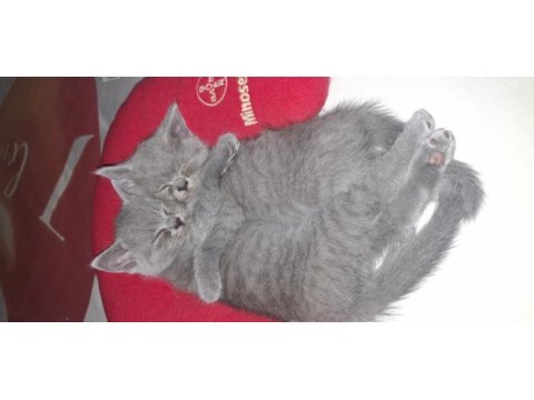 Scottish fold yavru kediler