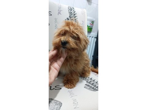 Minik maltipoo kızımız