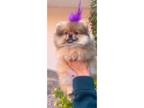 Yavru erkek pomeranian boo