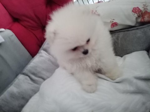 Pomeranian teacup erkek