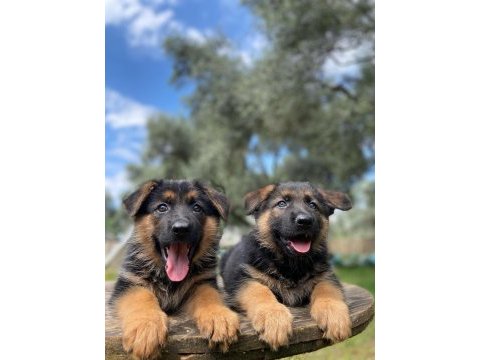 Alman kurdu köpeğimiz