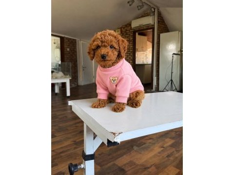 Orjinal toy poodle yavrularım