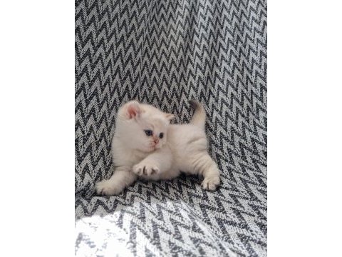 Scottish straight shorthair dişi