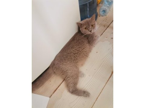 British shorthair kedimi çok uyguna sahiplendiriyorum