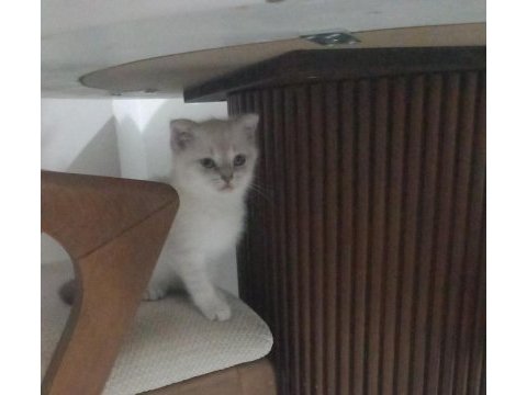 Scotish fold erkek 2 aylık blue poınt