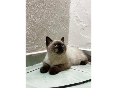 British shorthair blue point