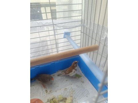 Kendi imalatım erkek ispinoz