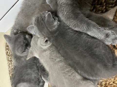 2 aylık british shorthair şekerler sahiplerini bekliyor