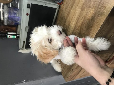 Maltese terrier 2 aylık