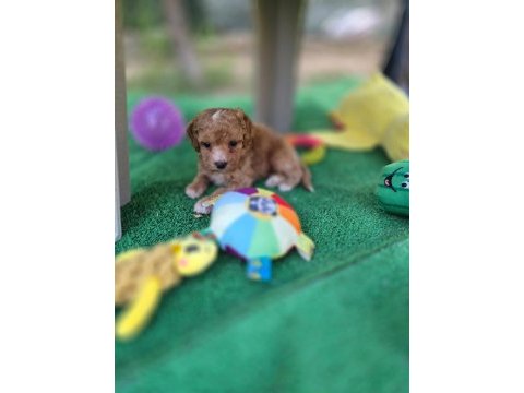 Maltipoo  yavrularımız 