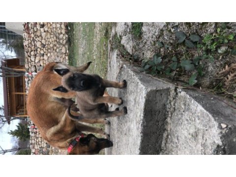 Eğitime hazır formunda belçika malinois (dişi)