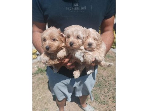 Maltipoo kalite yavrular ırk sağlık garantili