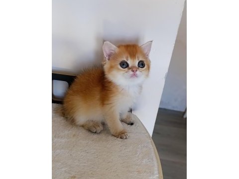 Çikolata golden dişi yavru british shorthair