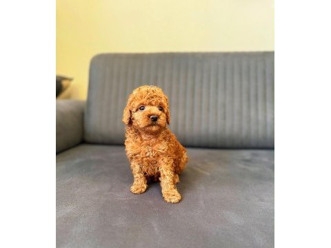 Toy poodle red brown yavrular