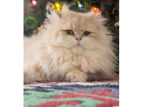 Blh color cy12 british longhair