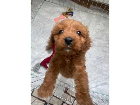 Yavru dişi toy poodle