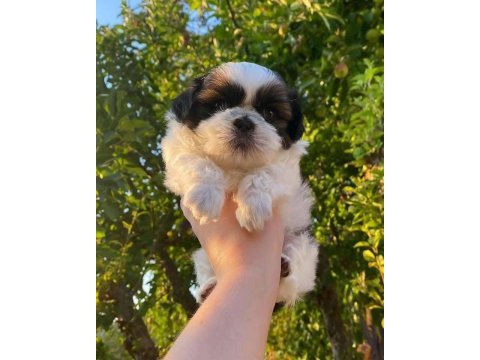 Mükemmel shih tzu yavrular