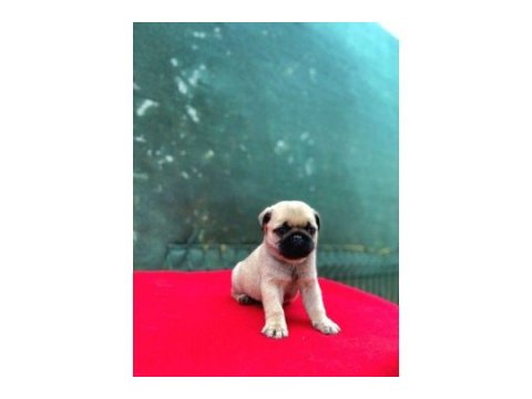 A kalite pug (rıfkı)
