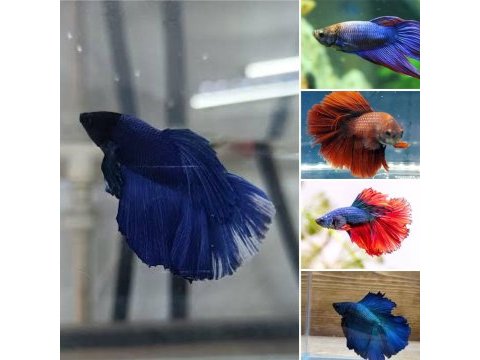 Renk renk halfmoon betta balıkları adana