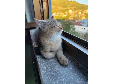 3 aylık erkek british shorthair