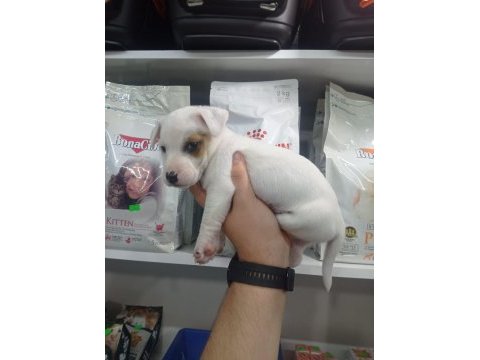 2 aylık erkek jack russell