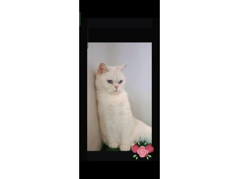 British shorthair silver ns1133