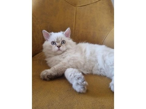 Yavru british longhair