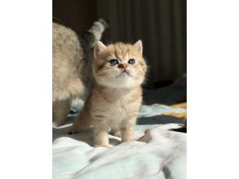 Golden erkek british shorthair yavru
