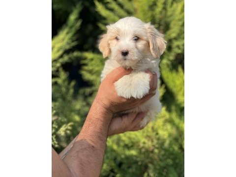Maltipoo yavrular adrese gönderim ve kapıda ödeme vardır